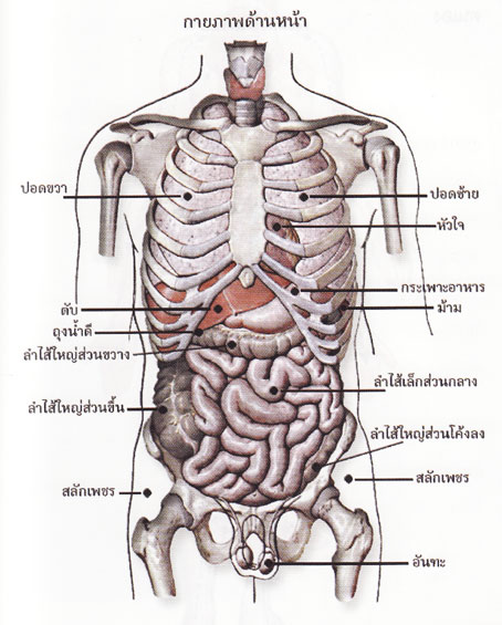 กายภาพด้านหน้า